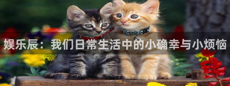 888贵宾会官网：娱乐辰：我们日常生活中的小确幸与小烦恼